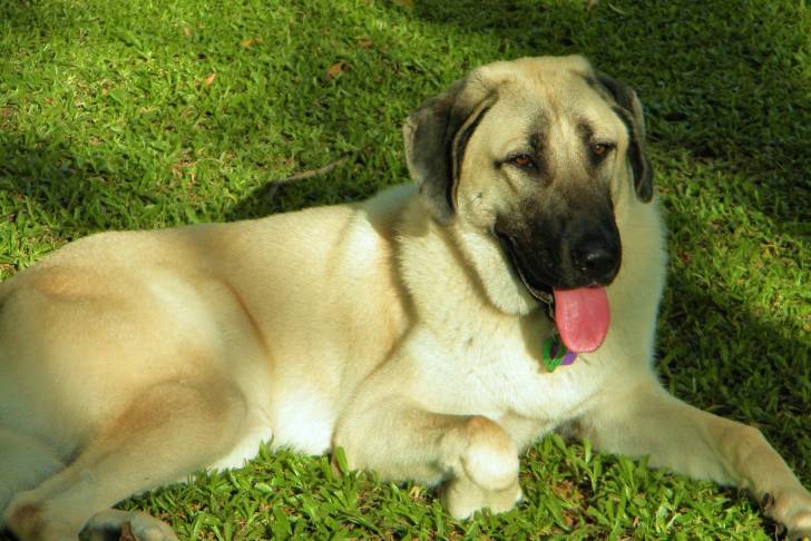 Photo Kangal