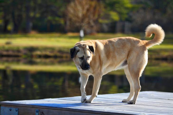 Photo Kangal