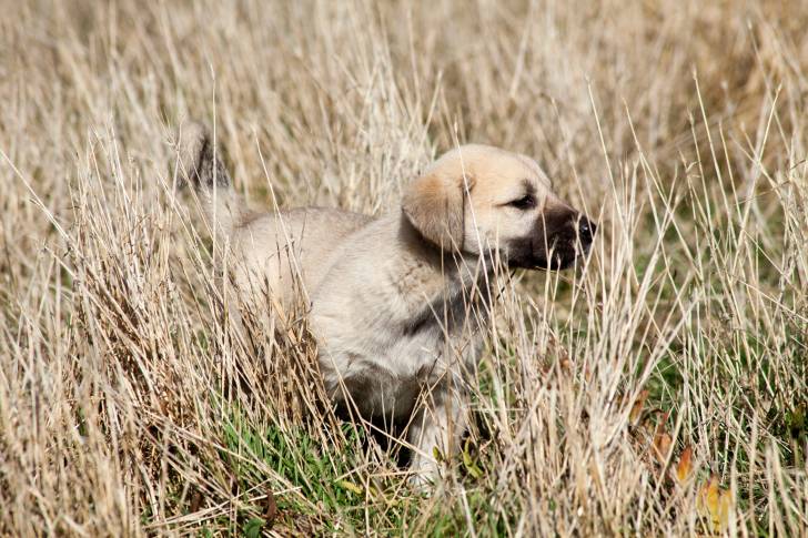Photo Kangal