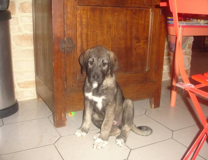 Ganjah - Kangal (2 mois)