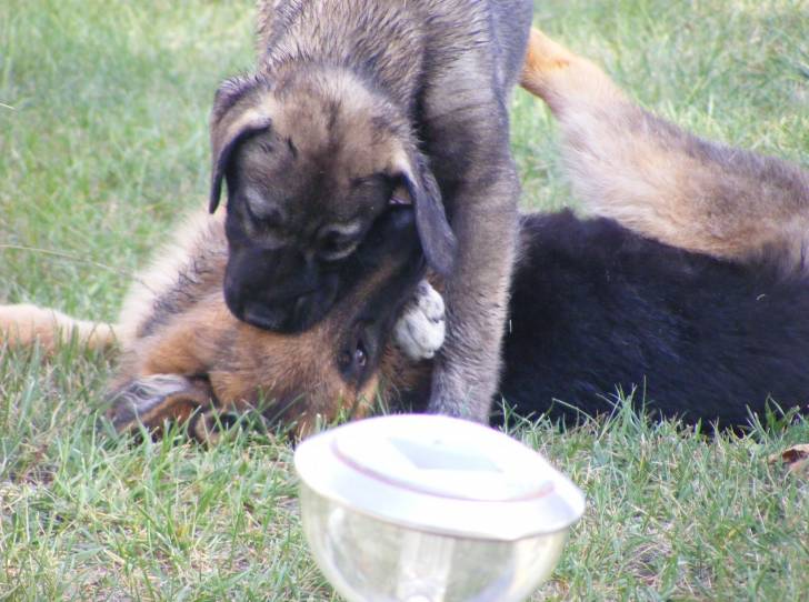 Ganjah - Kangal (2 mois)