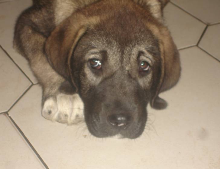 Ganjah - Kangal (2 mois)