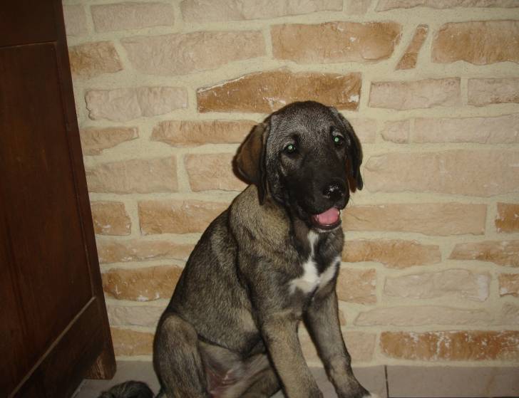 Ganjah - Kangal (4 mois)