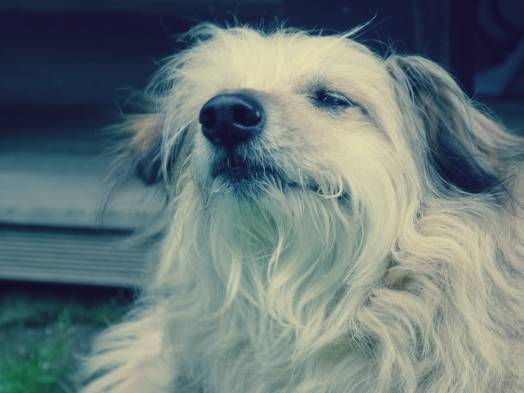 Roxy - Berger des Pyrénées (12 ans)