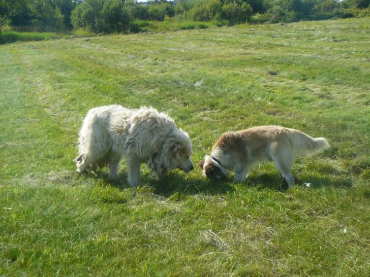 Filou en brun et Gouffy en blanc - Berger des Pyrénées Mâle (8 ans)