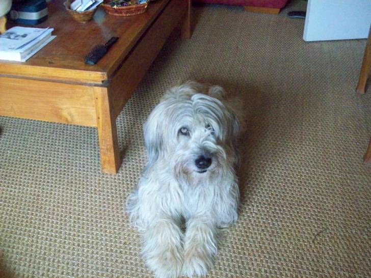 Oued - Berger des Pyrénées Mâle (14 ans)