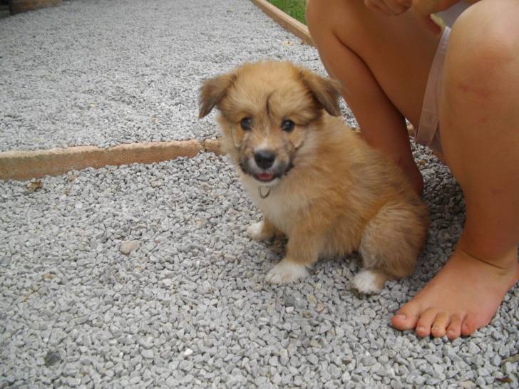 Vodka - Berger des Pyrénées (2 mois)