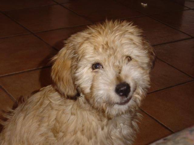 Berger Des Pyrénées à poil long PINKOU - Berger des Pyrénées