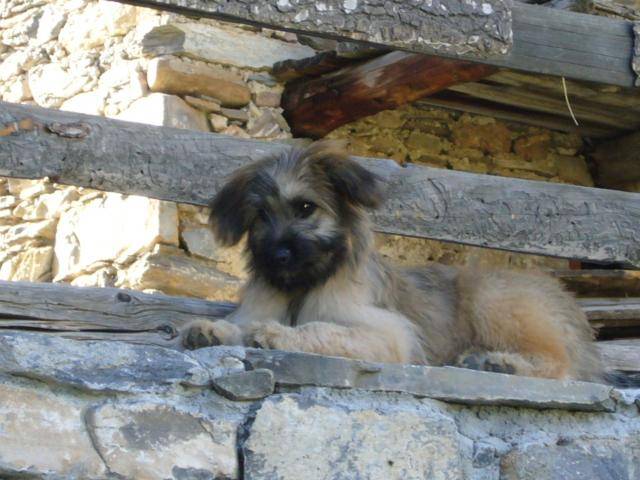 berger des pyrénées CARLIE - Berger des Pyrénées