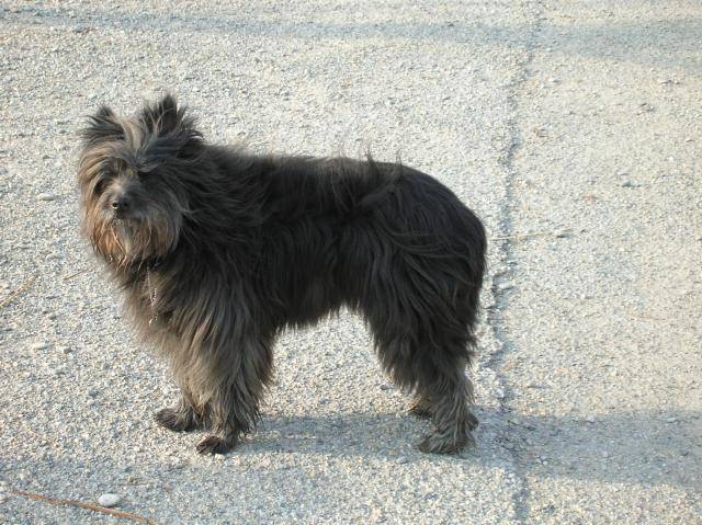 Gypsie, berger des Pyrénees - Berger des Pyrénées
