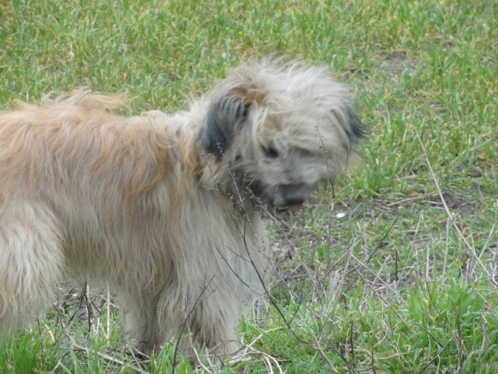 dixi - Berger des Pyrénées Mâle (4 ans)