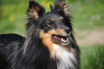 Lilly - Berger des Shetland (5 ans)