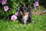 Lilly - Berger des Shetland (5 ans)