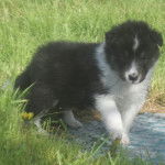 Megumi - Berger des Shetland Mâle (1 mois)