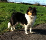 Give me the moon Inna - Berger des Shetland (7 mois)