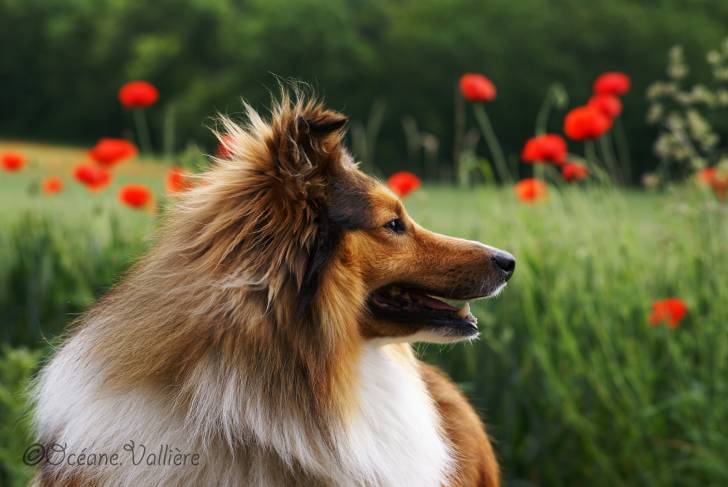 Domino Gold - Berger des Shetland Mâle (4 ans)