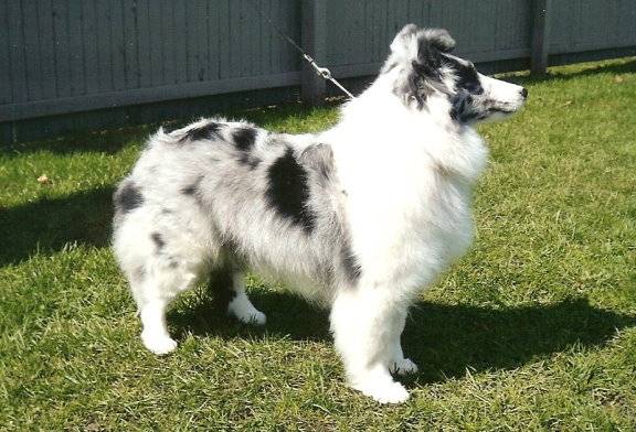 Jade - Berger des Shetland (6 ans)