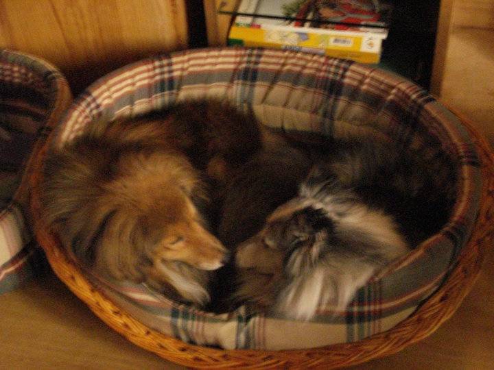 Orace & Ritournelle - Berger des Shetland (13 ans)