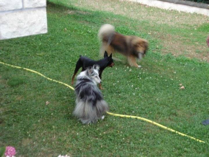 Ritournelle, Ingo & Orace - Berger des Shetland (13 ans)