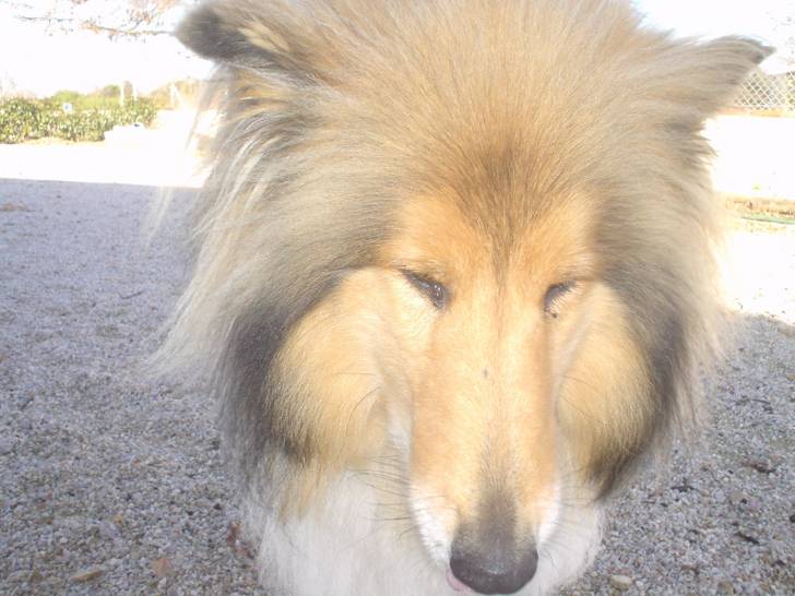 Whisky - Berger des Shetland Mâle (8 ans)