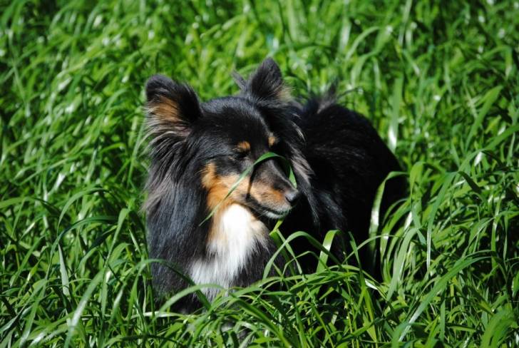 Lilly - Berger des Shetland (5 ans)