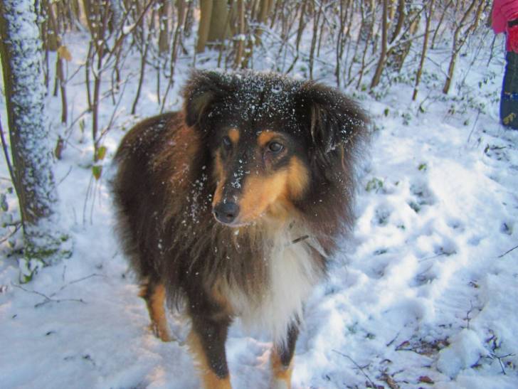 viky - Berger des Shetland (14 ans)