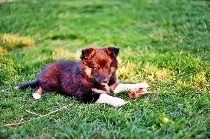 Lilly - Berger des Shetland (5 ans)