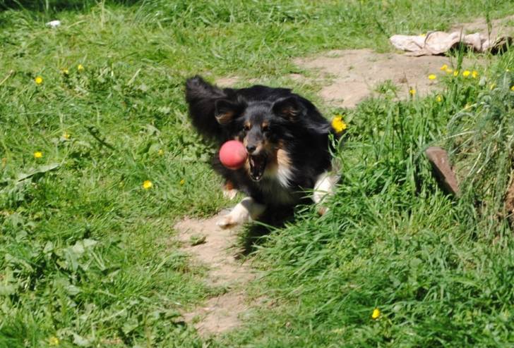 Lilly - Berger des Shetland (5 ans)