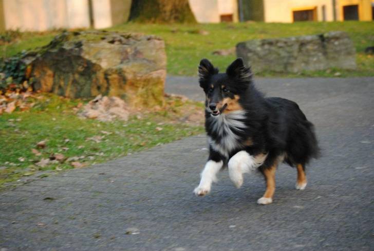 Lilly - Berger des Shetland (5 ans)