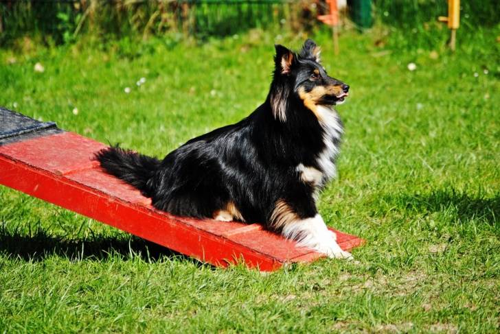 Lilly - Berger des Shetland (5 ans)