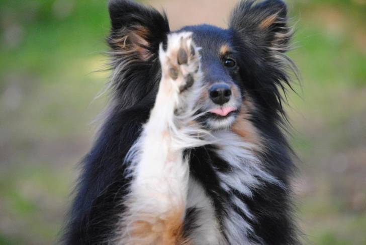 Lilly - Berger des Shetland (5 ans)