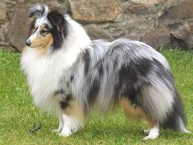 Linda - Berger des Shetland (3 ans)