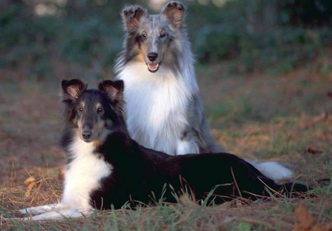 Jäger und Linda - Berger des Shetland (3 ans)