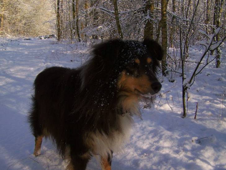 viky - Berger des Shetland