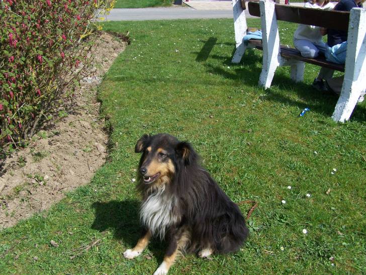 viky - Berger des Shetland