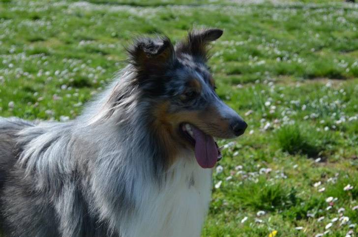 Grizzly - Berger des Shetland Mâle (2 ans)