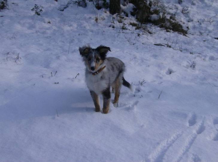 Grizzly - Berger des Shetland Mâle (4 mois)