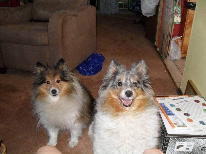 shortie & spenc - Berger des Shetland Mâle (3 ans)