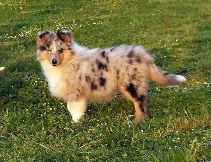 alia - Berger des Shetland (1 an)
