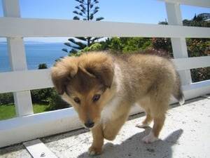 Cocoa - Berger des Shetland (11 mois)