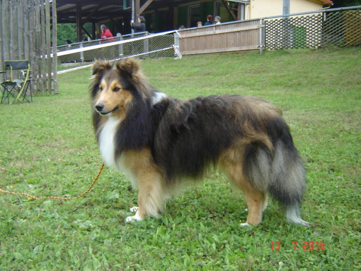 HUBERT - Berger des Shetland Mâle (2 ans)