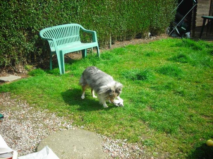 lady - Berger des Shetland (2 ans)