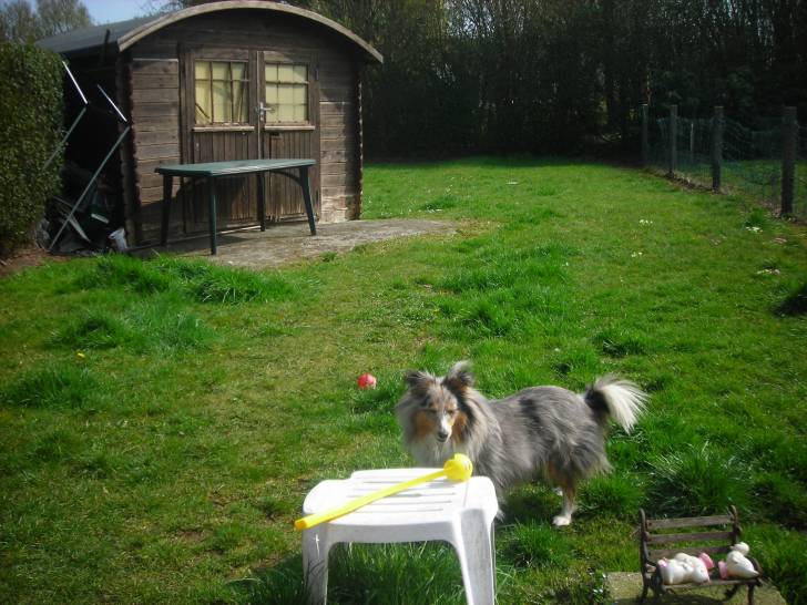 lady - Berger des Shetland (2 ans)