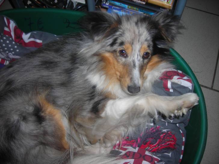 lady - Berger des Shetland (2 ans)