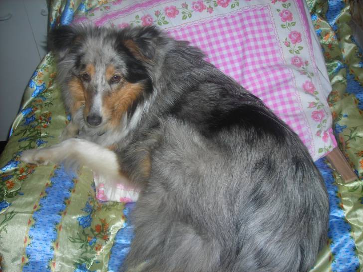 milady - Berger des Shetland (2 ans)