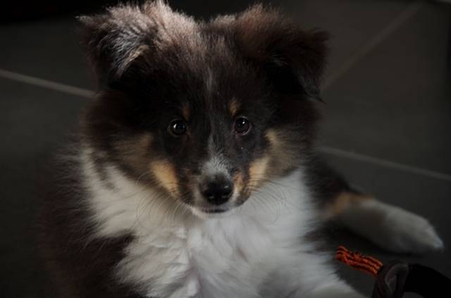 Megumi - Berger des Shetland Mâle (2 mois)