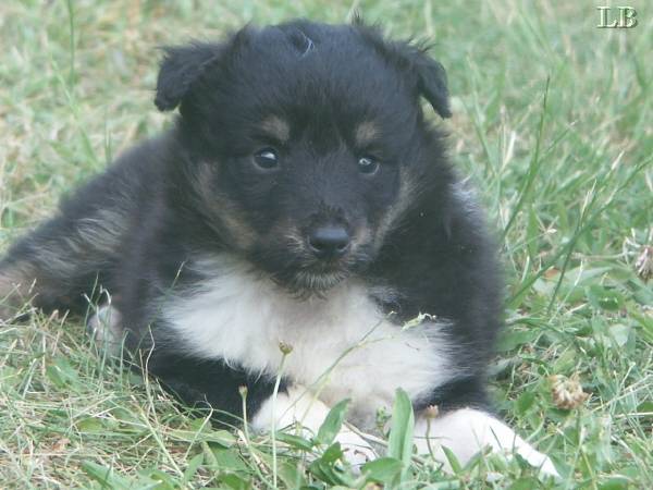 Ficelle berger des shetland - Berger des Shetland