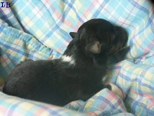 Ficelle berger des shetland - Berger des Shetland