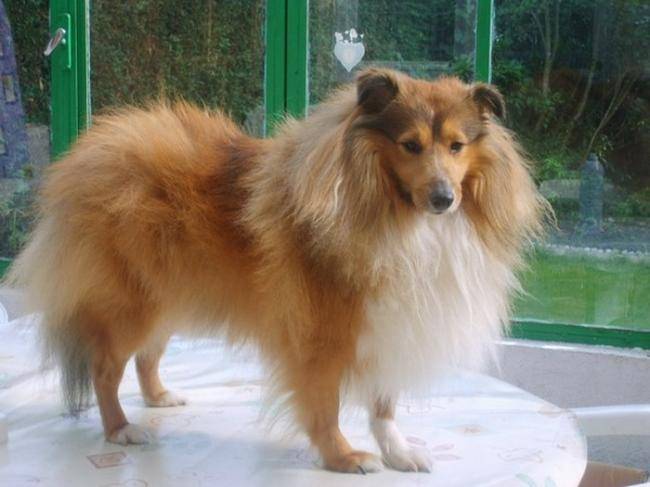 Boléro Gold, berger shetland - Berger des Shetland