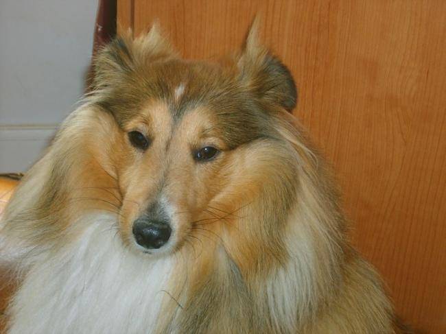 Boléro Gold, berger shetland - Berger des Shetland